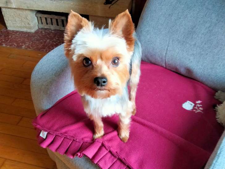 Yorkshire Terrier adulte à vendre