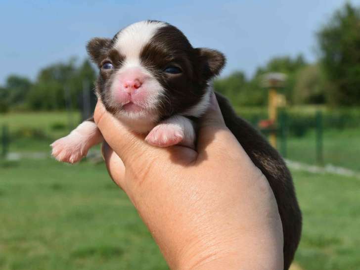 Chiots Chihuahua à poil long avec pedigree à vendre