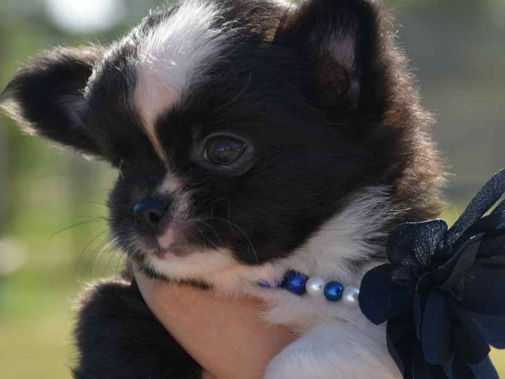 Superbe chiot Chihuahua à poil long avec pedigree à vendre