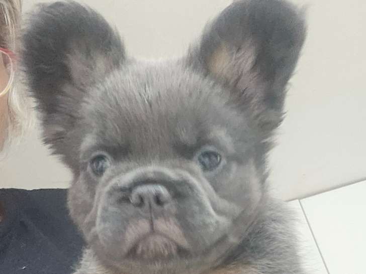 Chiots Bouledogue Français fluffy à vendre