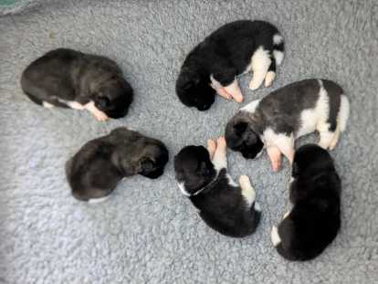 Chiots Akita Américain à vendre
