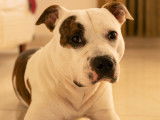 Mâle American Stafforshire Terrier LOF pour saillie