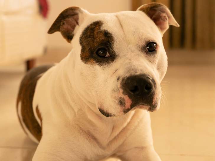 Mâle American Stafforshire Terrier LOF pour saillie