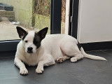 Magnifique Américain staff bouledogue français et Husky