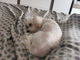Chien Coton de Tuléar à donner