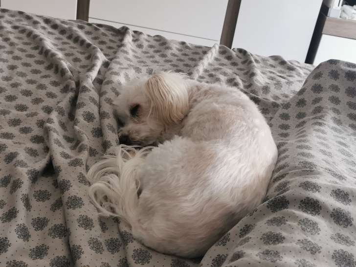 Chien Coton de Tuléar à donner