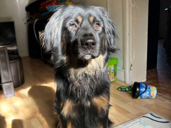 Skaï, chien adorable à adopter en association