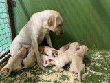 Chiots Labrador sable LOF à vendre