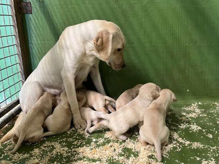 Chiots Labrador sable LOF à vendre