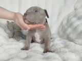 Chiots American Bully à vendre