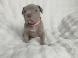 Chiots American Bully à vendre