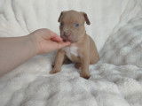 Chiots American Bully à vendre