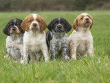 Chiots Épagneul Breton tricolores à vendre