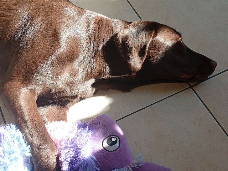 Lady aime les doudou