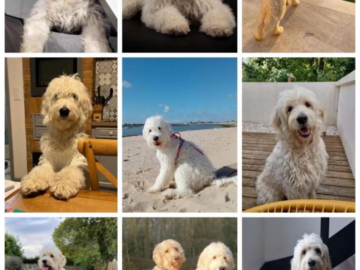 Chiots Goldendoodle à vendre