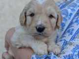 Chiots Goldendoodle à vendre