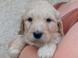 Chiots Goldendoodle à vendre
