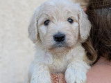 Chiots Goldendoodle à vendre
