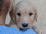 Chiots Goldendoodle à vendre