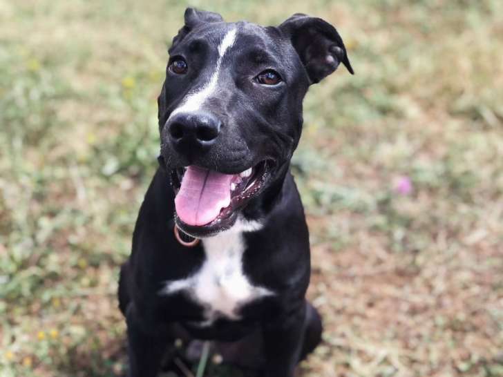 Amigo, chien croisé Border Collie à adopter