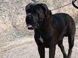 Mâle Cane Corso Italien gris bringé disponible pour Saillie