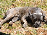Mâle Cane Corso Italien gris bringé disponible pour Saillie