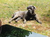 Mâle Cane Corso Italien gris bringé disponible pour Saillie