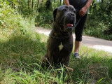 Mâle Cane Corso Italien gris bringé disponible pour Saillie