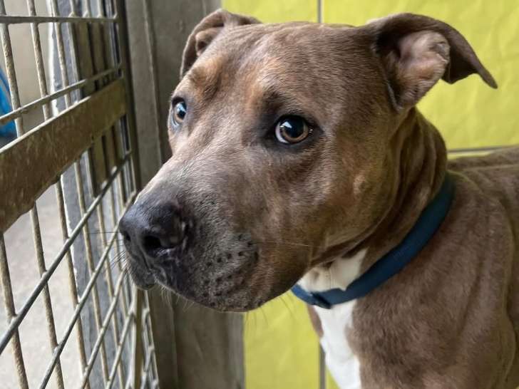 Chien adulte de race American Bully Mâle à adopter