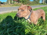 Chien adulte de race American Bully Mâle à adopter