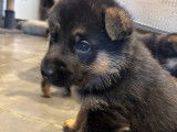 Chiots Berger Allemand à vendre