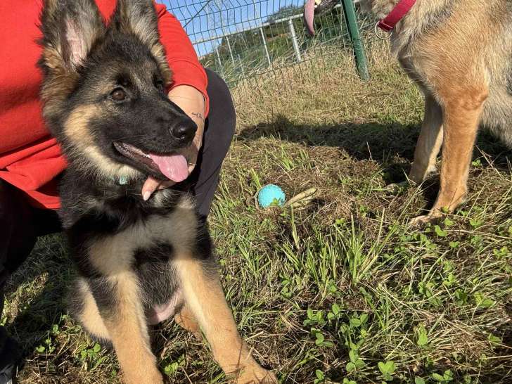 Chiots Berger Allemand à vendre