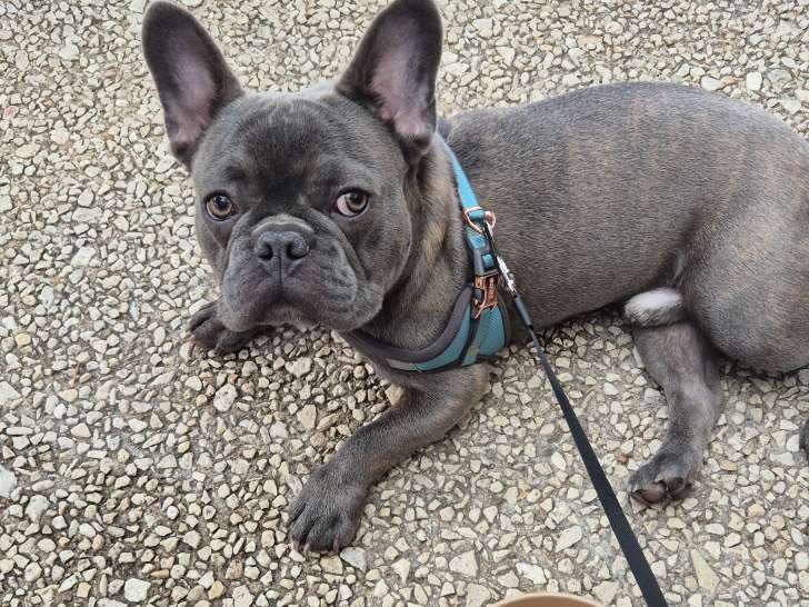 Chiot Bouledogue Francais à vendre