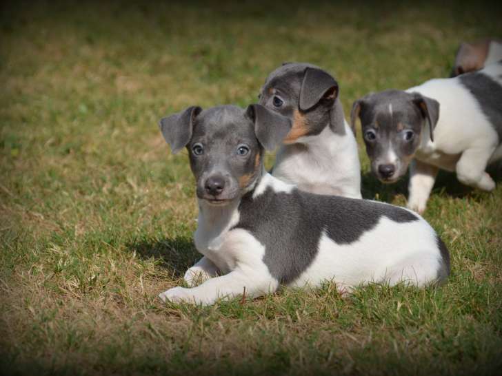Chiots Jack Russell à vendre