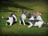 Chiots Jack Russell à vendre