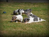 Chiots Jack Russell à vendre