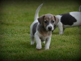 Chiots Jack Russell à vendre