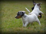 Chiots Jack Russell à vendre