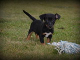 Chiots Jack Russell à vendre