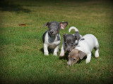 Chiots Jack Russell à vendre