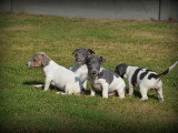 Chiots Jack Russell à vendre