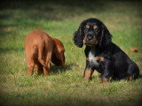 Chiots Cockers Anglais à vendre