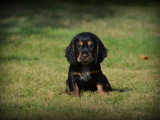 Chiots Cockers Anglais à vendre