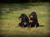 Chiots Cockers Anglais à vendre