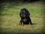 Chiots Cockers Anglais à vendre