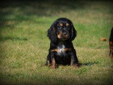 Chiots Cockers Anglais à vendre