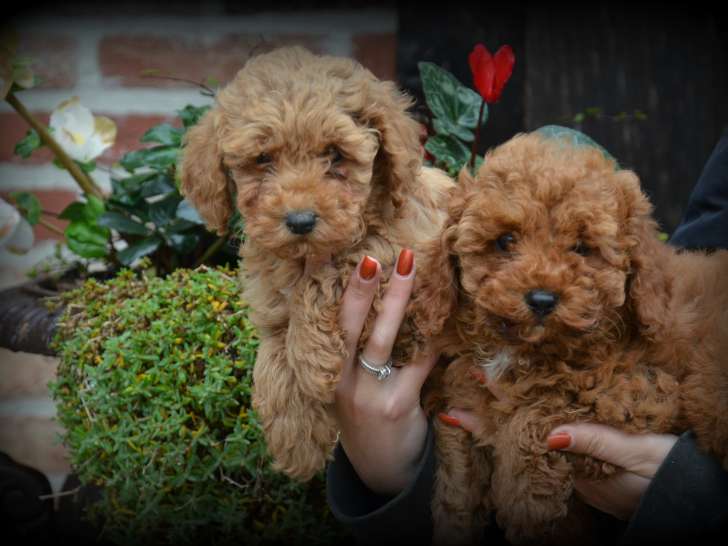 Chiots Caniche abricot à vendre