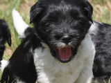 Chiots Terrier Tibétain LOF à vendre