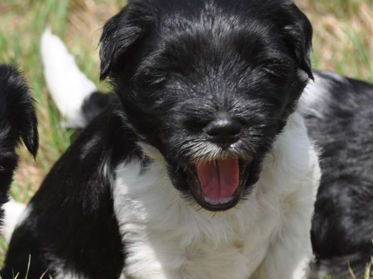 Chiots Terrier Tibétain LOF à vendre