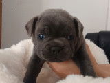 Chiots Bouledogue Français bleus à vendre